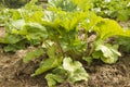 Rhubarb, Rheum rhabarbarum Royalty Free Stock Photo