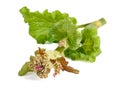 Rhubarb Rheum rhabarbarum Royalty Free Stock Photo