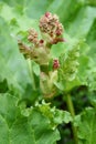 Rhubarb Rheum rhabarbarum Royalty Free Stock Photo