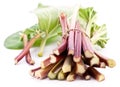 Rhubarb stalks.