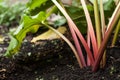 Rhubarb stalks. Royalty Free Stock Photo