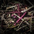 Rhubarb Stems on a Compost Heap Royalty Free Stock Photo