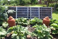 Rhubarb terracotta forcing pots in a vegetable garden. Royalty Free Stock Photo
