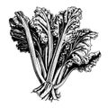 rhubarb vector drawing. Isolated hand drawn, engraved style illustration