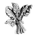 rhubarb vector drawing. Isolated hand drawn, engraved style illustration