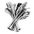 rhubarb vector drawing. Isolated hand drawn, engraved style illustration
