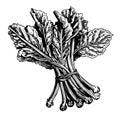 rhubarb vector drawing. Isolated hand drawn, engraved style illustration