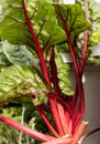 Rhubarb vegetable also called Rheum rhabarbarum Royalty Free Stock Photo