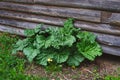 rhubarb by a wall Royalty Free Stock Photo