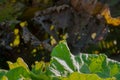 Of rhubarb (Rheum rhabarbarum) leaves on a background of a dead plant in a garden Royalty Free Stock Photo