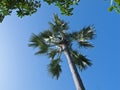 Rhun Palm against sky Royalty Free Stock Photo