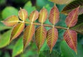 Rhus chinensis, nutgall tree Royalty Free Stock Photo