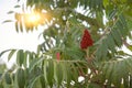 Rhus coriaria, commonly called Sicilian sumac, tanner's sumach, or elm-leaved sumach