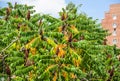 Rhus coriaria, commonly called Sicilian sumac, tanner`s sumach