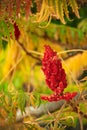 Rhus coriaria, commonly called Sicilian sumac, tanner's sumach, or elm-leaved sumach. Red flowers of vinegar tree.