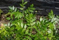 Rhus coriaria or Sicilian sumac leaves close-up