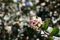 RHUS INTEGRIFOLIA BLOOM - BALLONA FWM - 021821 A