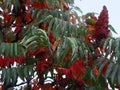 Rhus sumac Royalty Free Stock Photo