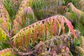 Rhus typhina `Dissecta` Cut-Leaf Staghorn Sumac