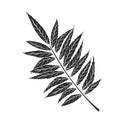 Rhus typhina leaf icon