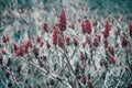 Rhus typhina, red blossom of sumac tree. Dense vegetation of the plant