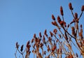 Rhus typhina shrub or tree up to 8m root reproduction is invasive young branches brown hairy fruit is dense drupe red color dry