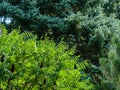 Rhus typhina Staghorn sumac, Anacardiaceae tree. Beautiful foliage of green leaves with red fluffy fruits on blue spruce