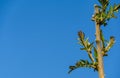 Rhus typhina Staghorn sumac, Anacardiaceae tree. Close-up of young green fluppy leaves on blue sky background