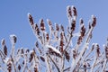 Rhus typhina. Sumac deer-legged fluffy or vinegar tree against the blue sky