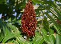 Rhus Typhina Tiger Eyes fruit Royalty Free Stock Photo