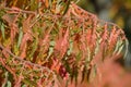 Rhus typhina Tiger Eyes staghorn sumac colorful fall leaves detail horizontal