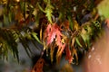 Rhus typhina Tiger Eyes staghorn sumac colorful red and green leaf detail horizontal