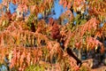Rhus typhina Tiger Eyes staghorn sumac ornamental fruiting cluster in center of branches horizontal