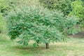 Rhus typhina tree seed, staghorn sumac or stag`s horn sumach