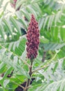 Rhus typhina tree seed, staghorn sumac or stag's horn sumach, romanian for Otetar, close up.