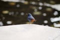 2019111419Ã¯Â¼Å¡Rhyacornis fuliginosus in Shidu scenic spot, Beijing, China.