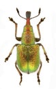 Rhynchites auratus