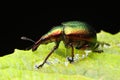 Rhynchites auratus on a leaf Royalty Free Stock Photo