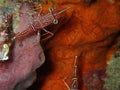 Hinge-beak Shrimp Rhynchocinetes durbanensis on hard coral during leisure dive in Sabah, Borneo. Royalty Free Stock Photo