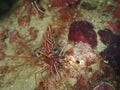 Hinge-beak Shrimp Rhynchocinetes durbanensis on hard coral during leisure dive in Sabah, Borneo. Royalty Free Stock Photo