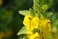 Rhynchocorys maxima Flower close up , flora Iran Royalty Free Stock Photo