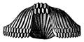 Rhynchonella vespertilio, vintage engraving Royalty Free Stock Photo