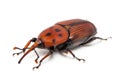 Rhynchophorus ferrugineus Royalty Free Stock Photo