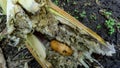 Rhynchophorus worm ferrugineus that is eating bamboo shoots