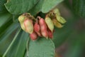 Rhynchosia volubilis flowers, fruits and seeds.