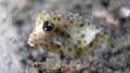 Rhynchostracion nasus or Shortnose Boxfish (Juvenile) Royalty Free Stock Photo