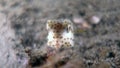 Rhynchostracion nasus or Shortnose Boxfish (Juvenile) Royalty Free Stock Photo