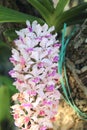 Rhynchostylis gigantea orchids flowers bloom in spring adorn the beauty of nature Royalty Free Stock Photo