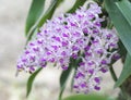 Rhynchostylis gigantea orchids flowers bloom in spring Royalty Free Stock Photo