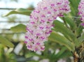 Rhynchostylis gigantea orchids flowers bloom in spring adorn the beauty of nature. Royalty Free Stock Photo